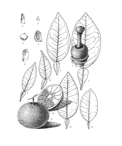 Natural compounds from  Citrus maxima